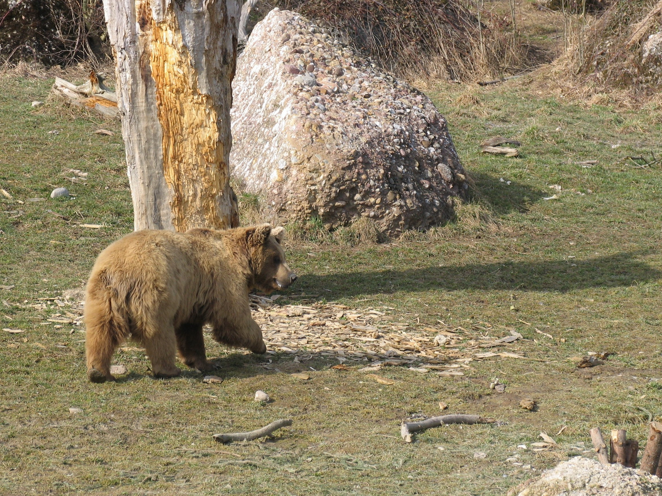 Bär spaziert über Wiese