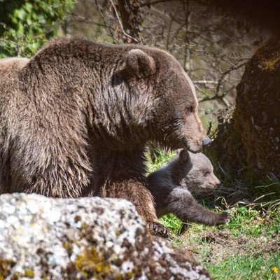 Bärin mit Jungbär Bärin mit Jungbär im Tierpark Goldau